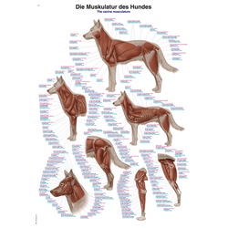 Lehrtafel Die Muskulatur des Hundes 70x100cm