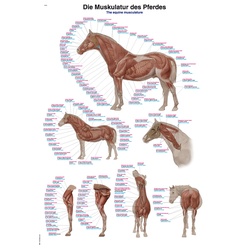 Lehrtafel Die Muskulatur des Pferdes 70x100cm